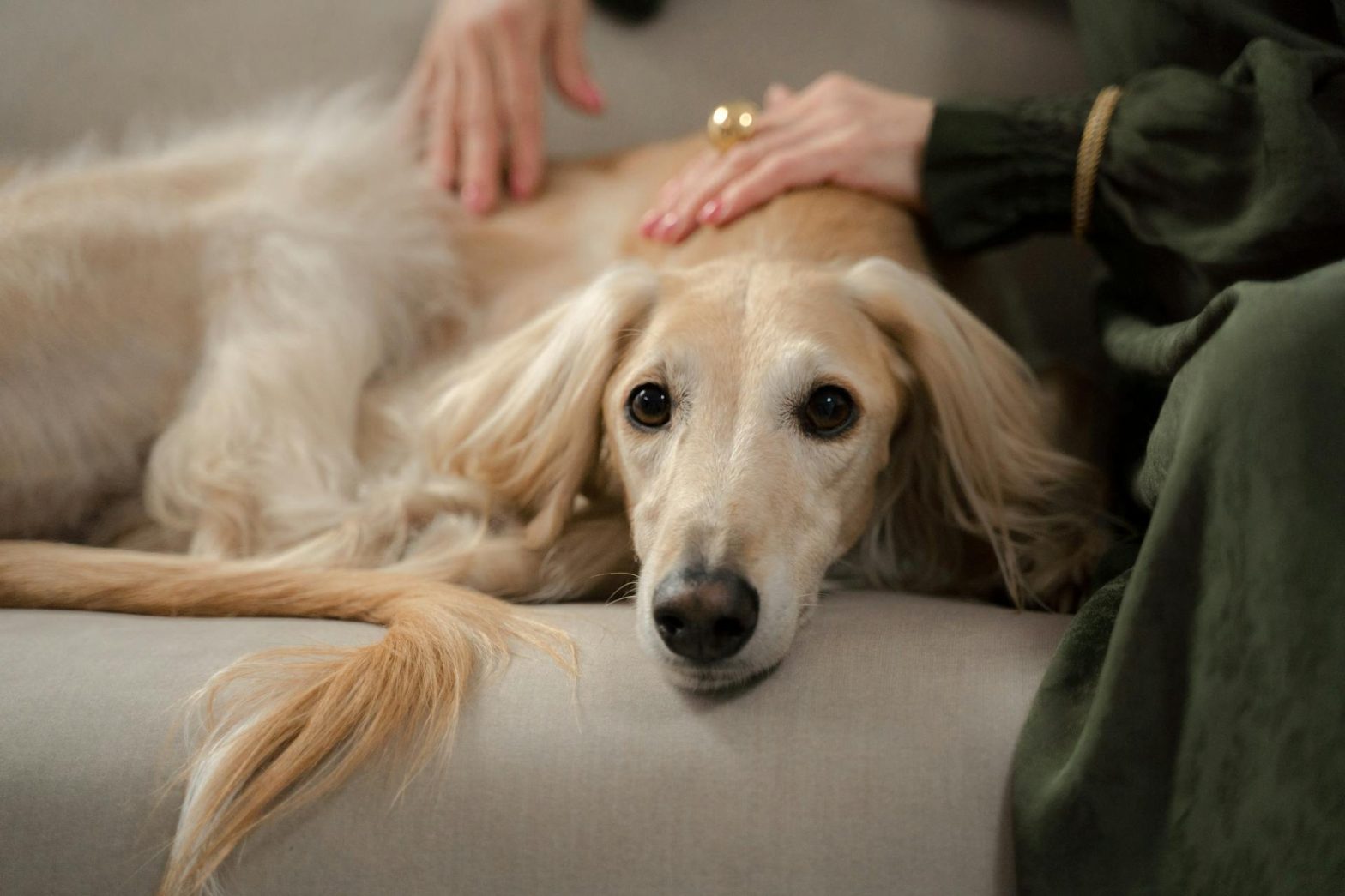 Assisted living with pets