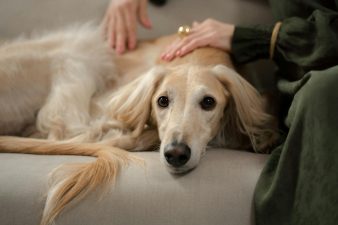 Finding the Best Pet Friendly Assisted Living for Seniors