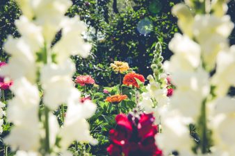 Gardening for Seniors: Simple Tips That Boost Mood & Memory